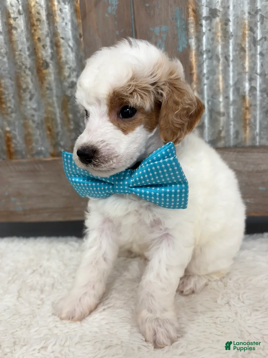 Miniature Poodle dogs for sale: Miniature Poodle Puppy 2 - Ad 1