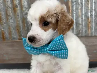 Miniature Poodle dogs for sale: Miniature Poodle Puppy 2 - Ad 1