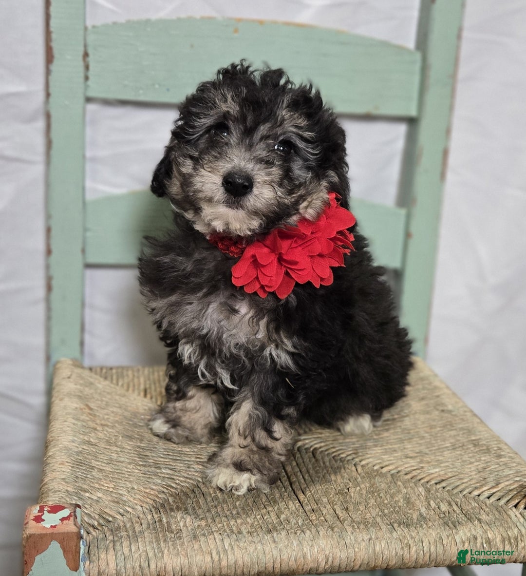 Pomapoo dogs for sale: Lucy - Ad 4