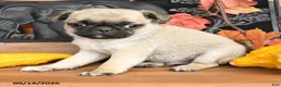 Pug dogs for sale: Billy - Ad 3