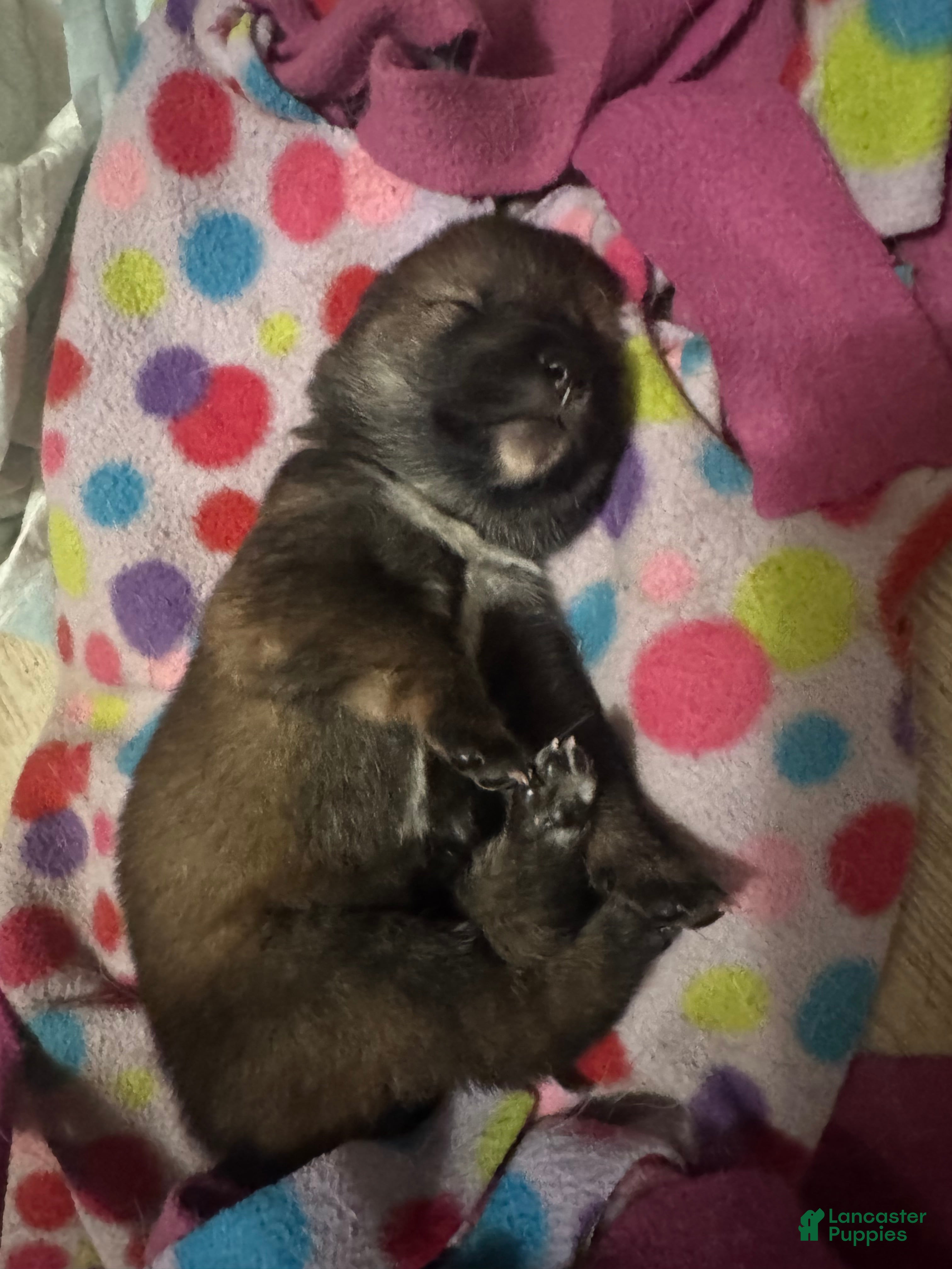 Other breed dogs Mochi - Ad 18