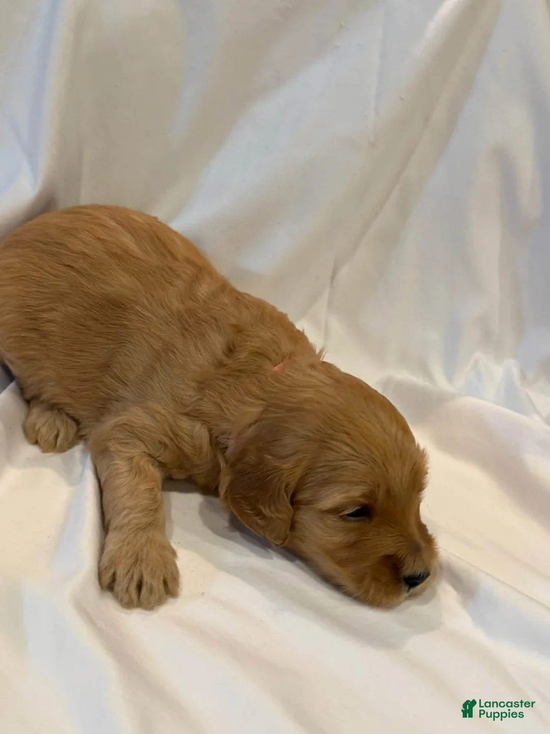 Goldendoodle dogs for sale: Goldendoodle 5 - Ad 2