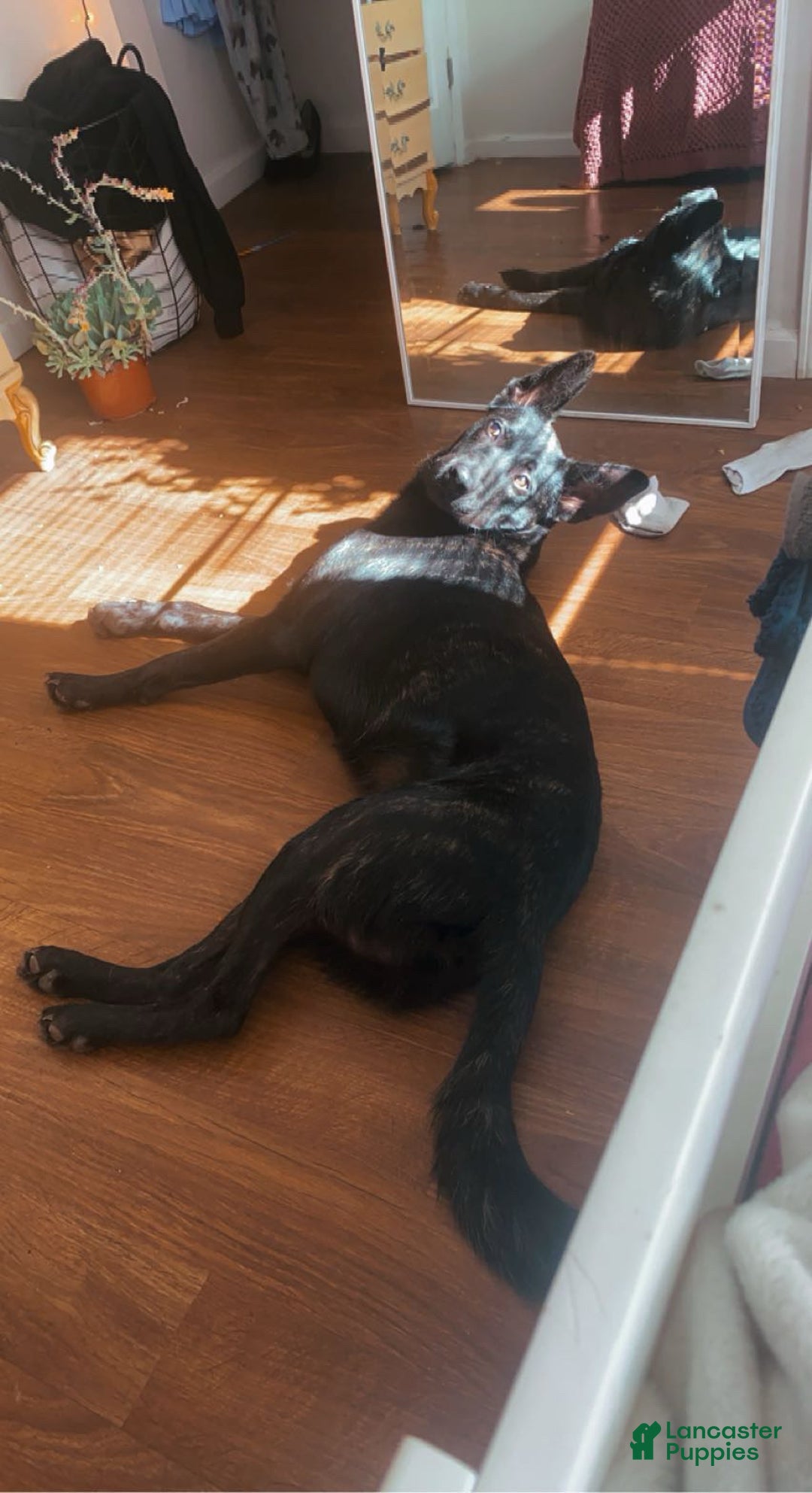 Dutch Shepherd dogs for sale: Dutch Shepherd  - Ad 4