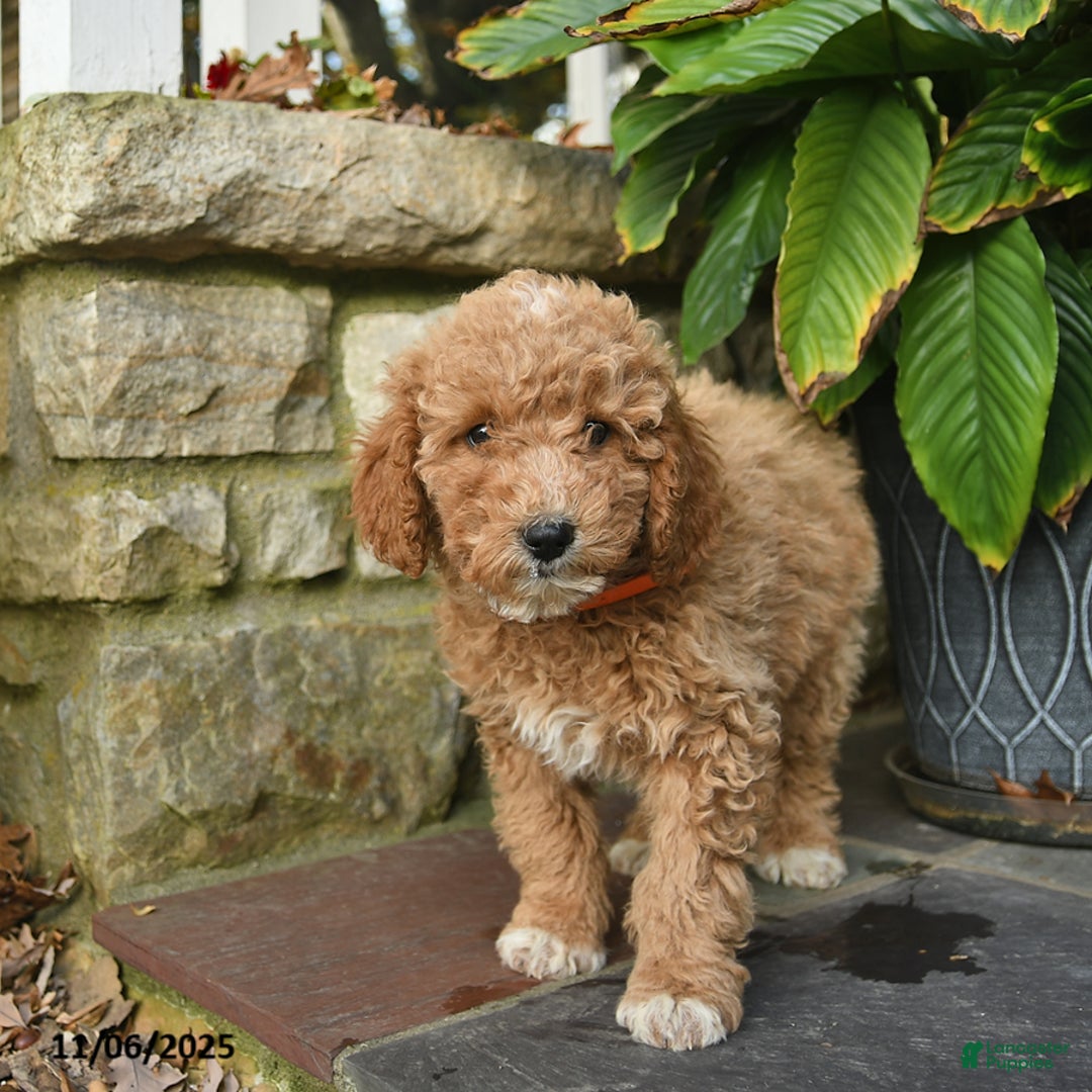 Mini Goldendoodle dogs for sale: Base  - Ad 4