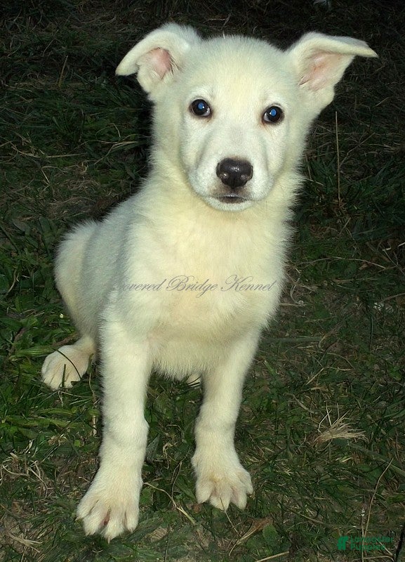 German Shepherd dogs for sale: Yeti - Ad 22