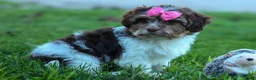 Teddy Bear dogs for sale:  Olive 🎀 - Ad 8