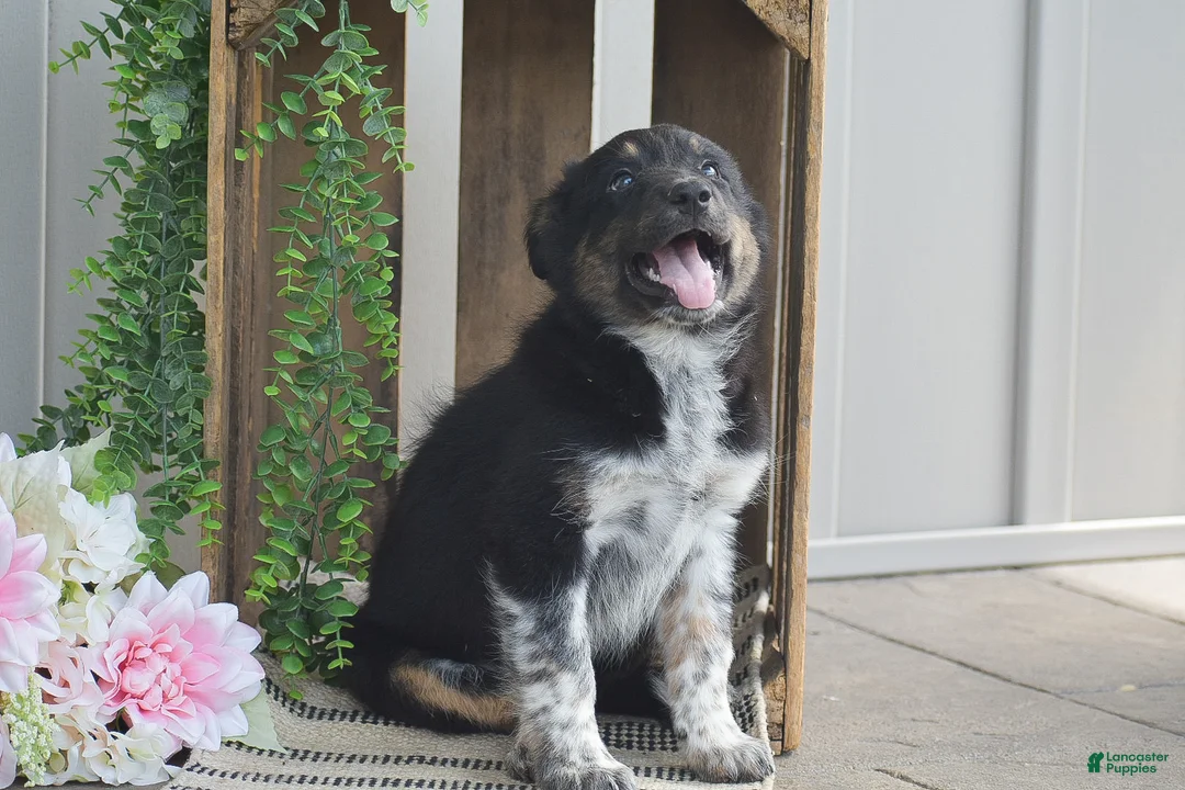 Mixed Breed dogs for sale: Brook - Ad 2