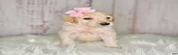 Goldendoodle dogs for sale: Goldendoodle light Pink  - Ad 3