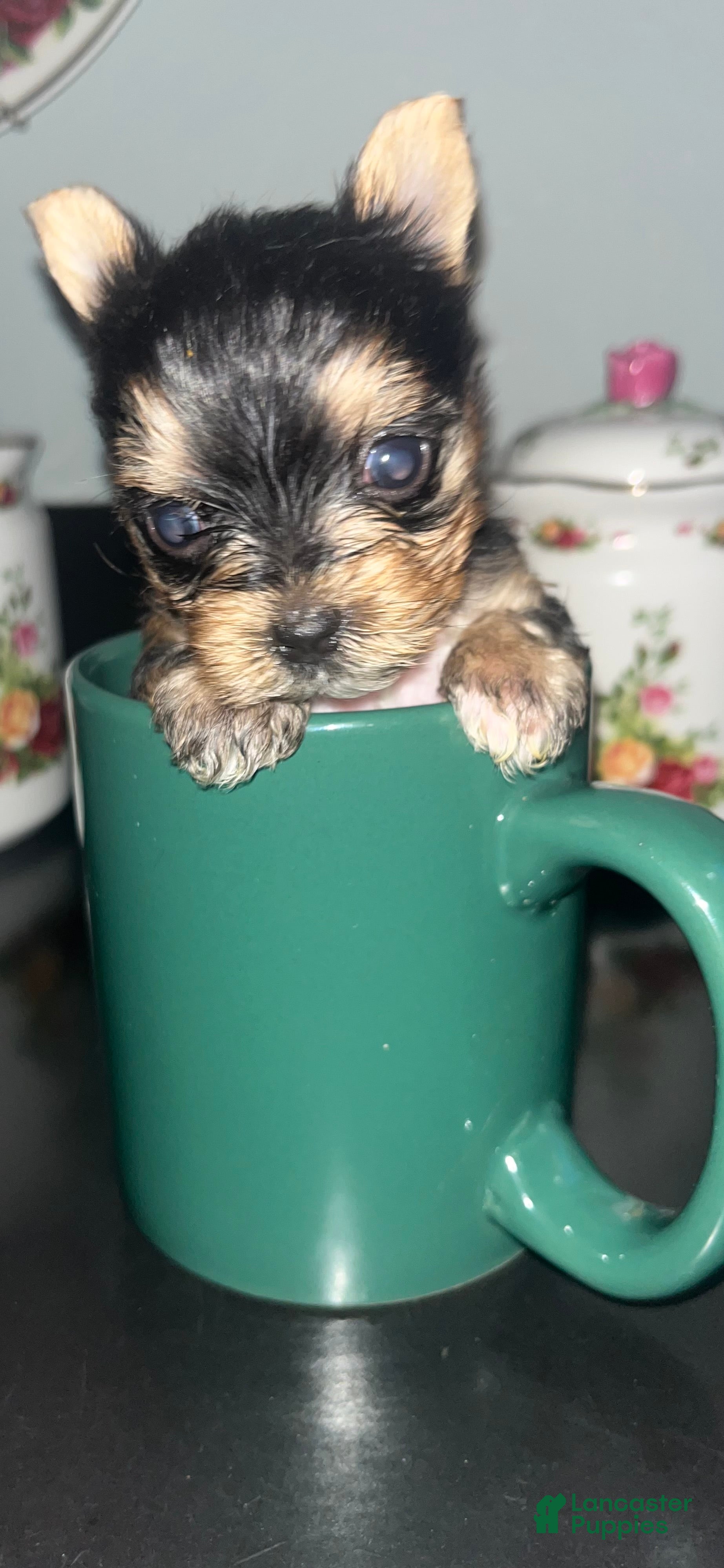 Yorkshire Terrier dogs for sale: Yorkshire Terrier 1 - Ad 2