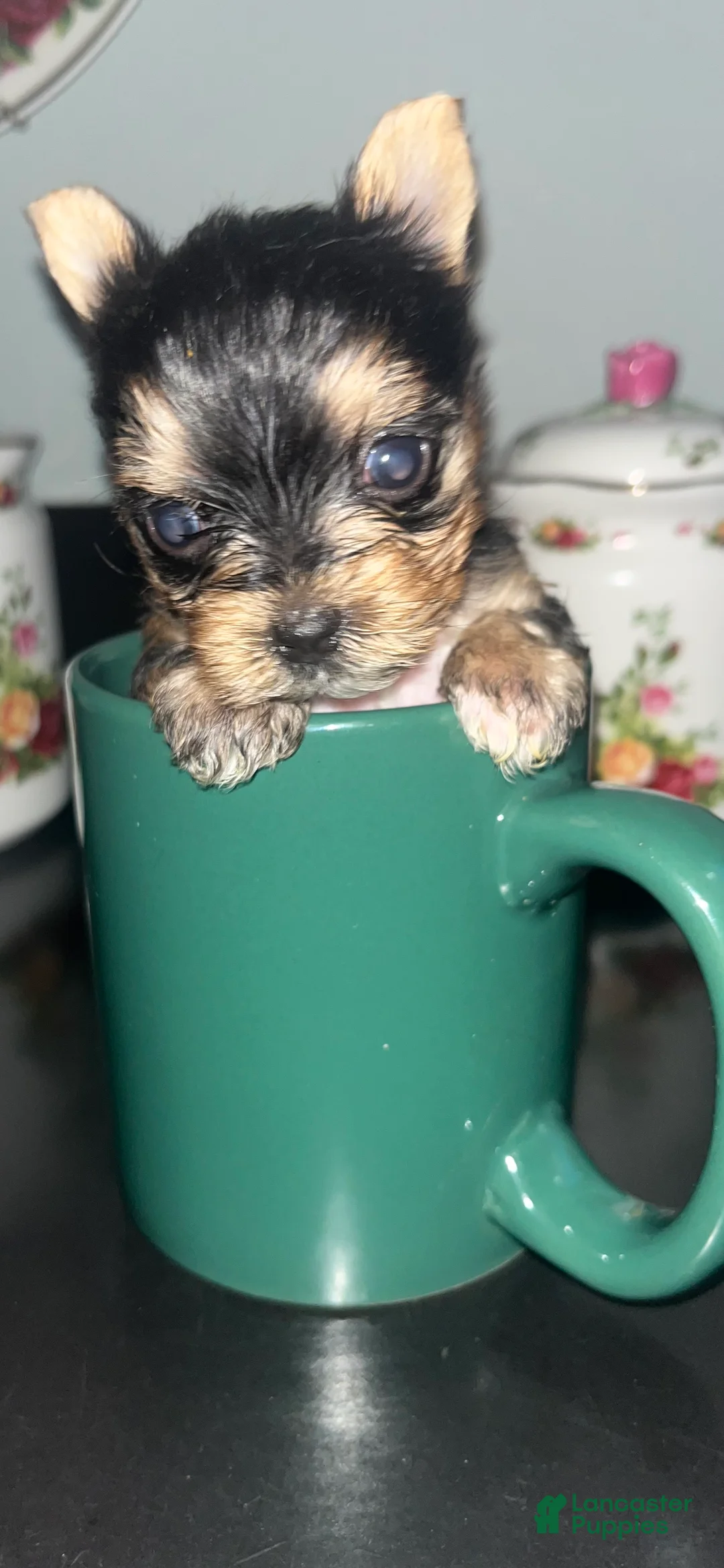 Yorkshire Terrier dogs for sale: Yorkshire Terrier 1 - Ad 1