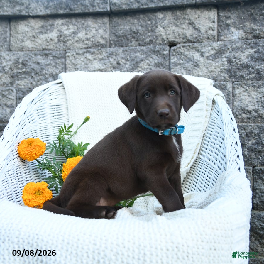 Labrador Retriever dogs Michelle - Ad 2