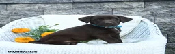 Labrador Retriever dogs for sale: Michelle - Ad 2