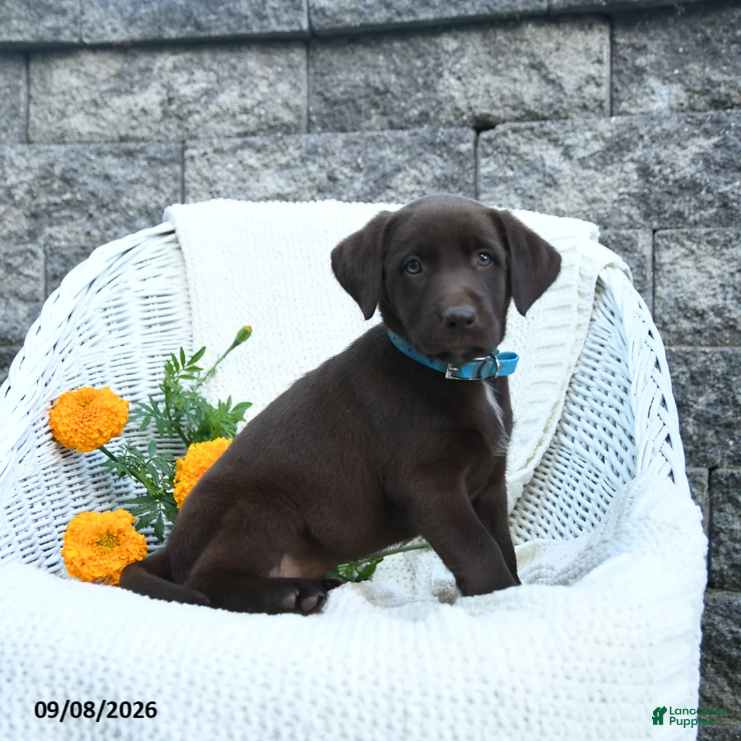 Labrador Retriever dogs for sale: Michelle - Ad 2