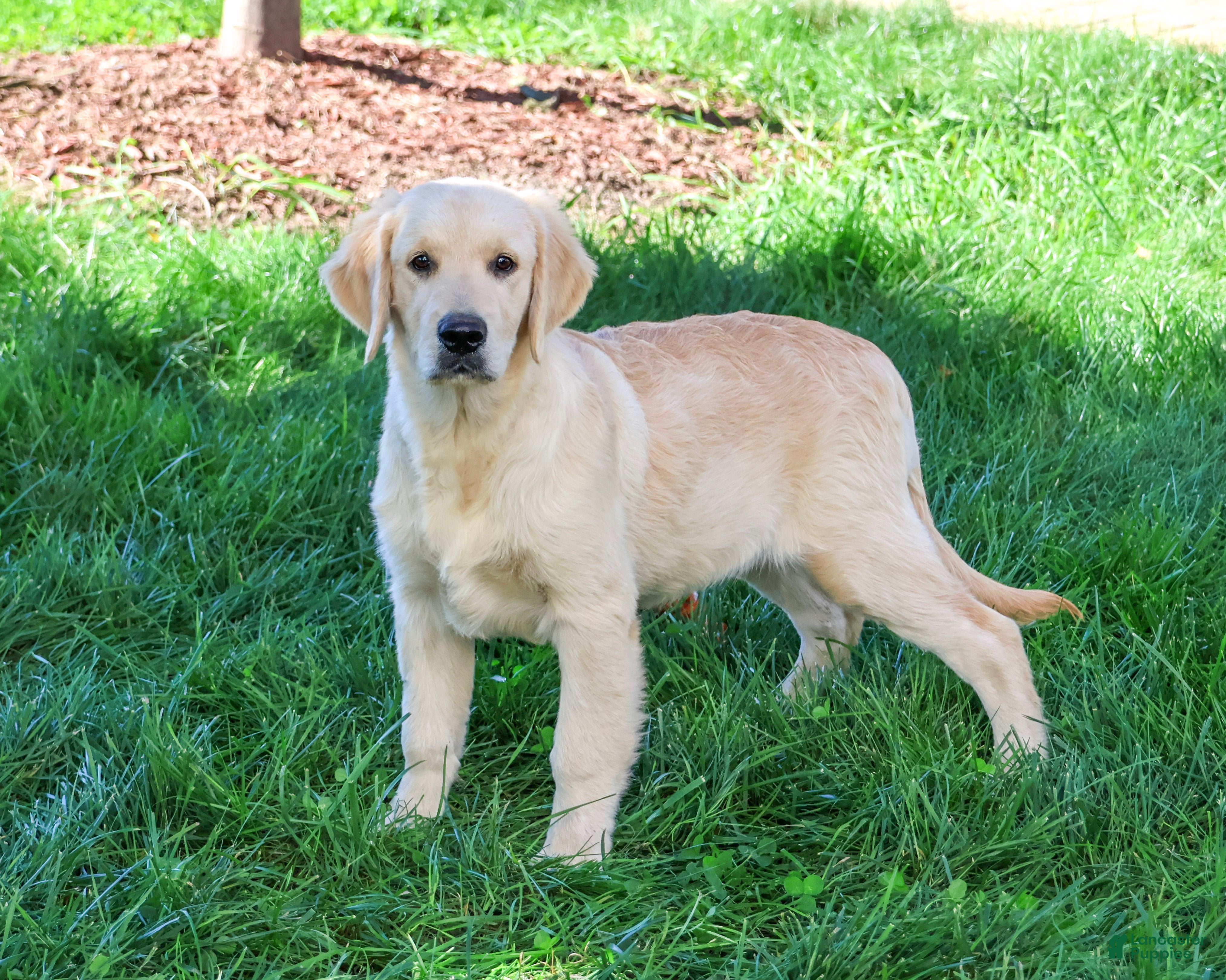 Golden Retriever dogs Gilbert - Ad 16