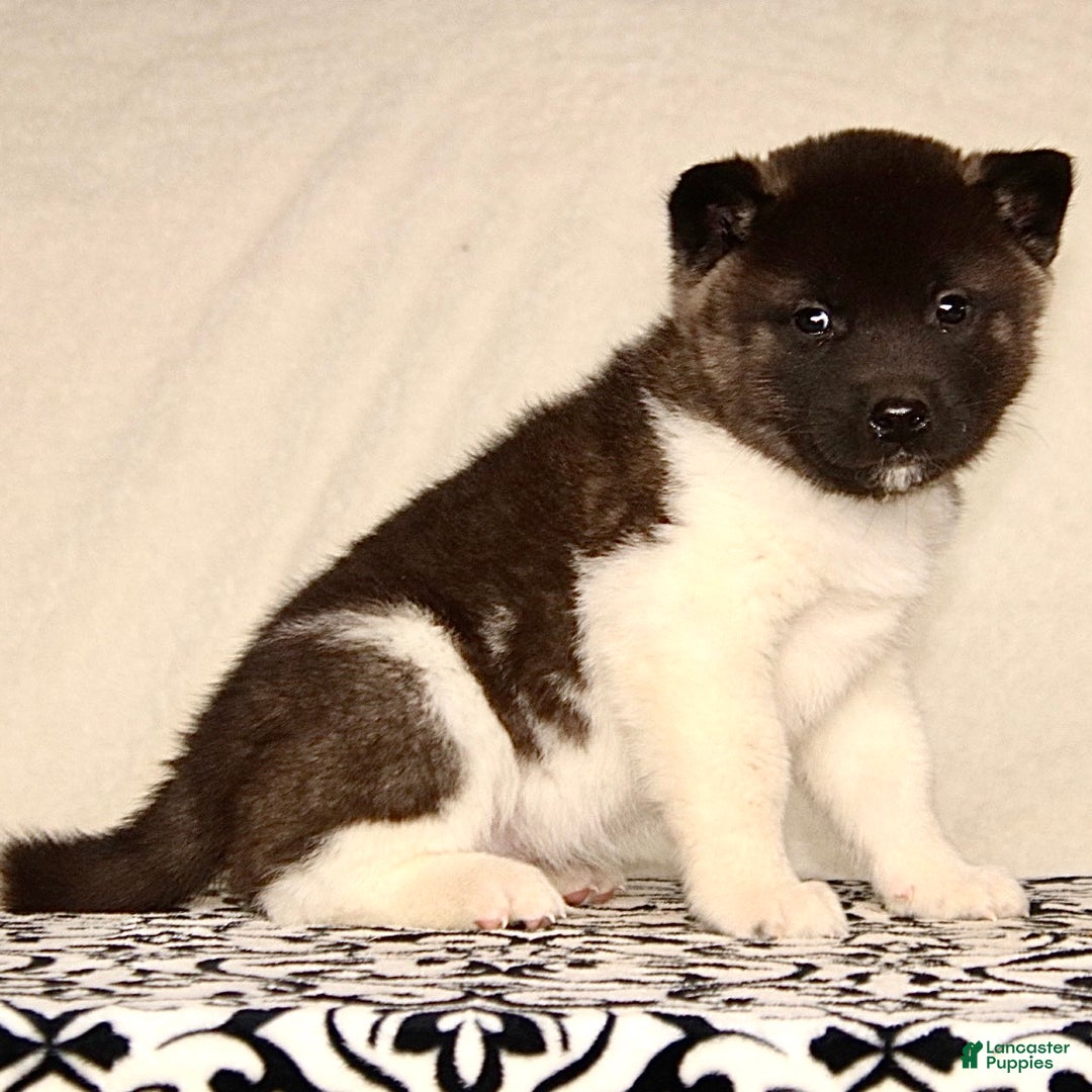 Akita dogs for sale: Adrian - Ad 1