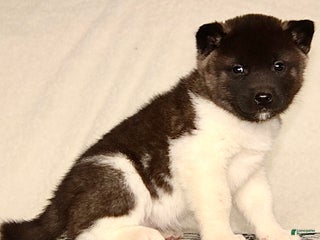 Akita dogs Adrian - Ad 5