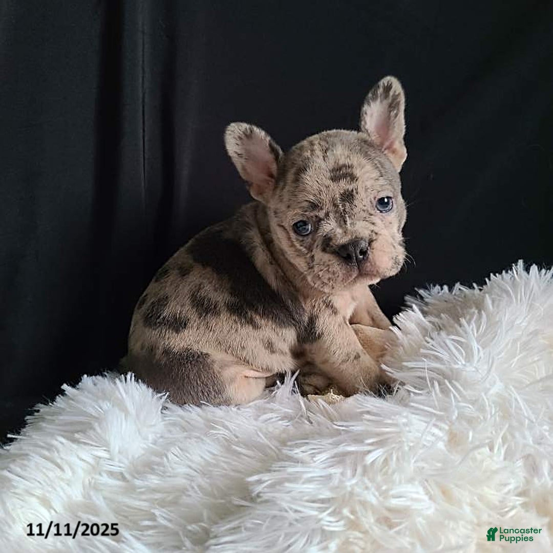 Frenchton dogs for sale: Pebbles - Ad 16