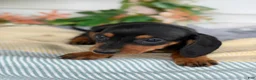 Miniature Dachshund dogs for sale: Janie - Ad 9