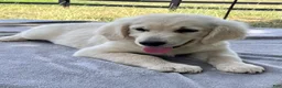 Golden Retriever dogs for sale: Winston - Ad 2
