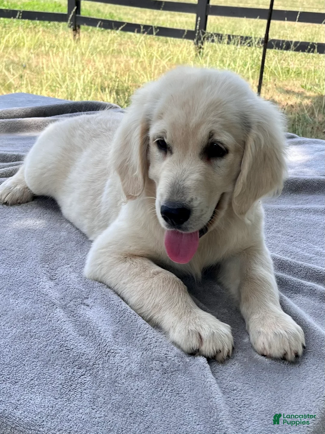 Golden Retriever dogs for sale: Winston - Ad 2