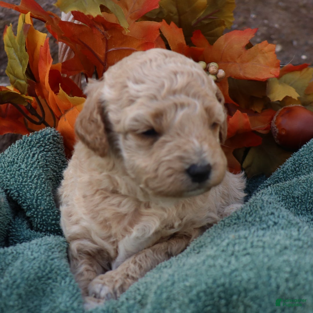 Mini Goldendoodle dogs for sale: Justina - Ad 5