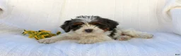 Cavapoo dogs for sale: Lady - Ad 3