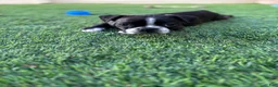 Boston Terrier dogs for sale: Boston Terrier 4 - Ad 5