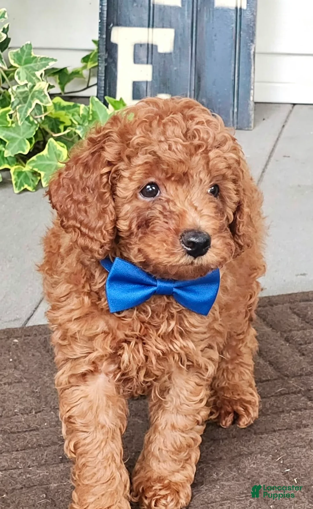 Toy Poodle dogs for sale: Gus - Potty and Crate Trained  - Ad 1
