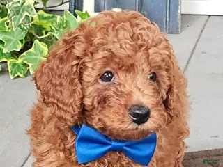 Toy Poodle dogs Gus - Potty and Crate Trained - Ad 6