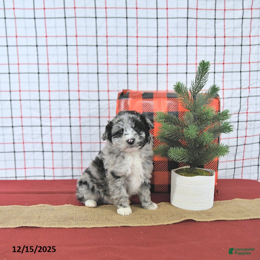 Mini Aussiedoodle dogs Santa EXTRA SMALL - Ad 16