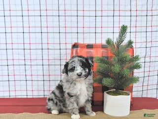 Mini Aussiedoodle dogs Santa EXTRA SMALL - Ad 16