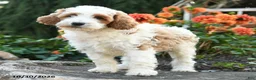 Mini Goldendoodle dogs for sale: Peter - Ad 4