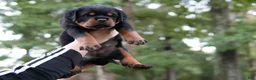 Rottweiler dogs for sale: Rottweiler 2 - Ad 1