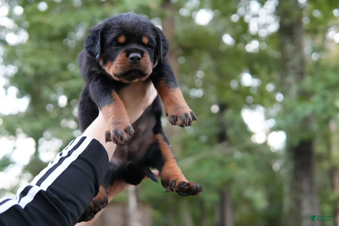 Rottweiler dogs for sale: Rottweiler 2 - Ad 1