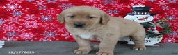 Golden Retriever dogs for sale: Beauty - Ad 5