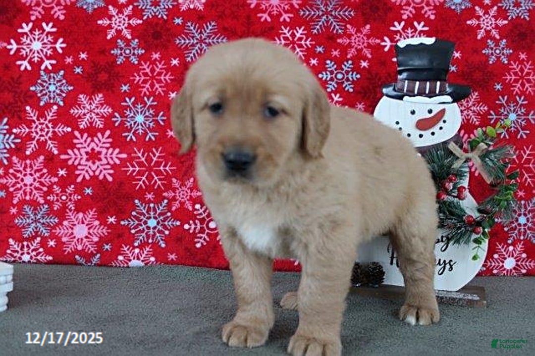 Golden Retriever dogs for sale: Beauty - Ad 5