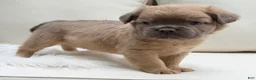 French Bulldog dogs for sale: Slate - Ad 5