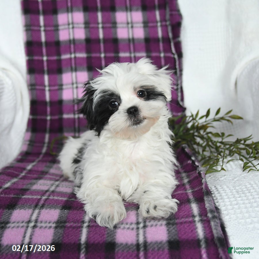 Malshi dogs Sunny   - Ad 2