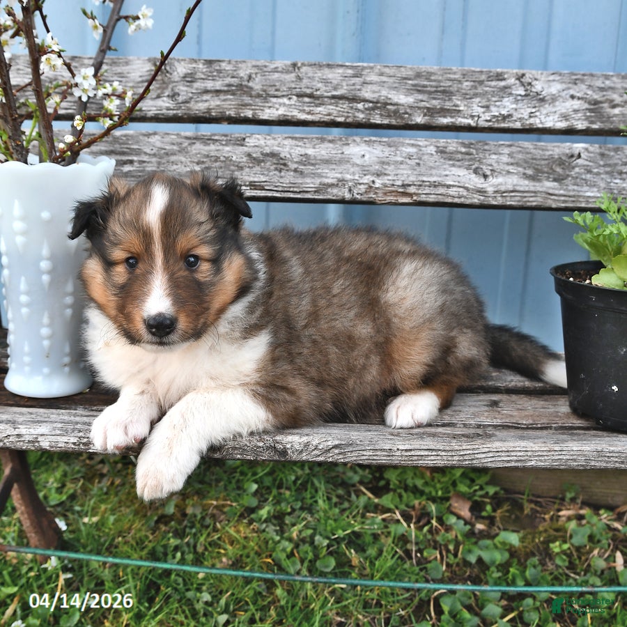 Shetland Sheepdog dogs Billy - Ad 1