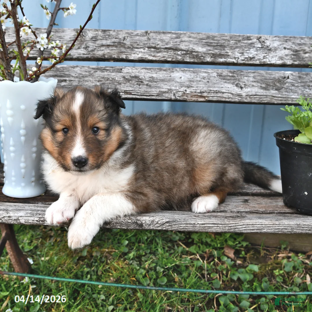 Shetland Sheepdog dogs for sale: Billy - Ad 1