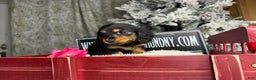 Miniature Dachshund dogs for sale: Ready 4 holidays - Ad 6