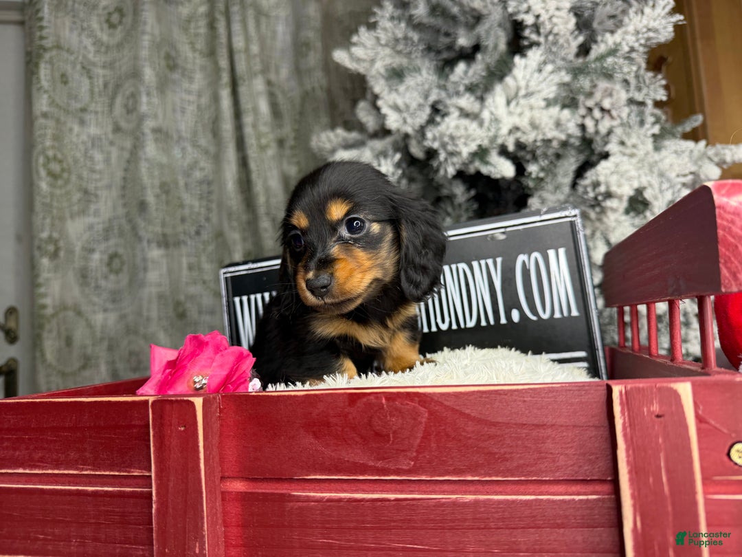 Miniature Dachshund dogs for sale: Ready 4 holidays - Ad 6