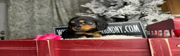 Miniature Dachshund dogs for sale: Ready 4 holidays - Ad 11