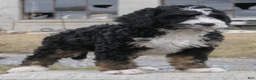 Mini Bernedoodle dogs for sale: Mini Bernedoodle Dora - Ad 7