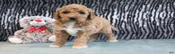 Mini Goldendoodle dogs for sale: Clinton - Ad 6
