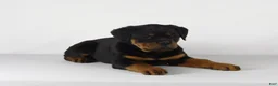 Rottweiler dogs for sale: Rottweiler Puppy 6 - Ad 4