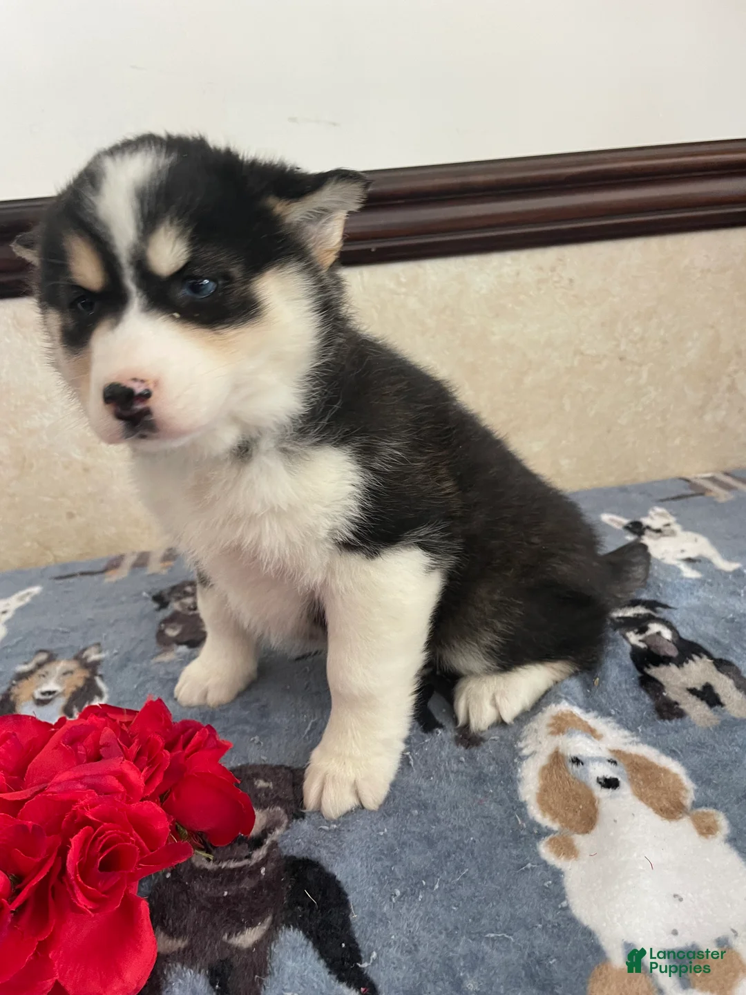 Pomsky dogs for sale: Phoebe - Ad 4
