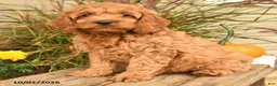 Cockapoo dogs for sale: Joey - Ad 4