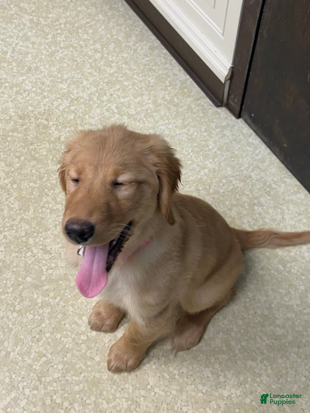 Golden Retriever dogs for sale: Golden Retriever Dark Pink Girl - Ad 51