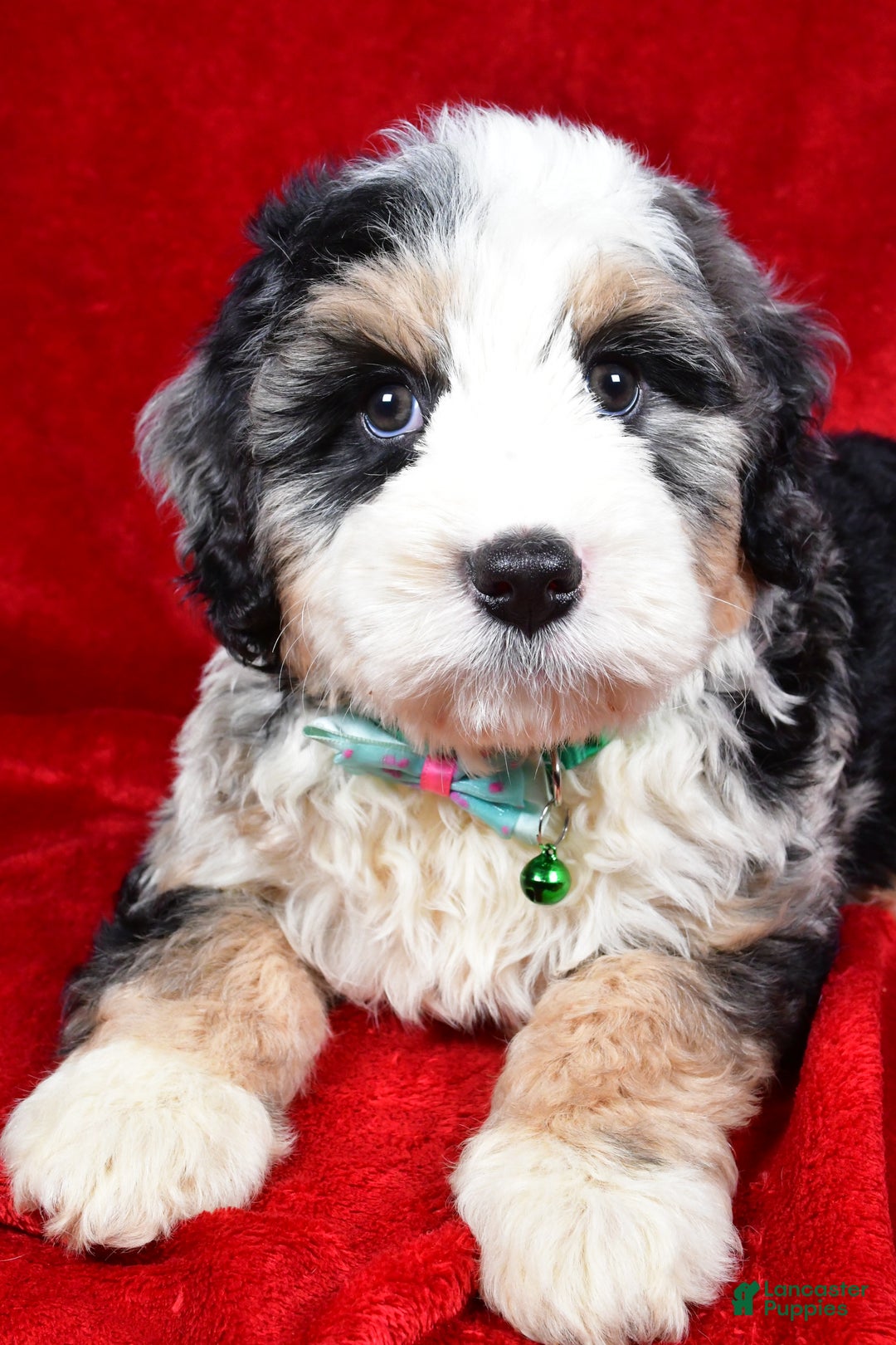 Mixed Breed dogs for sale: Chester - Ad 3